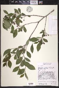 Aronia × prunifolia image