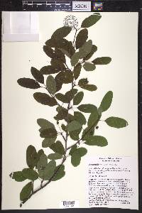 Ilex mucronata image