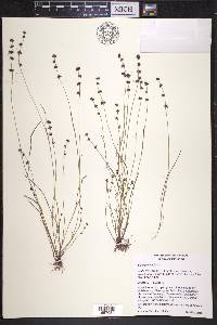 Scleria verticillata image