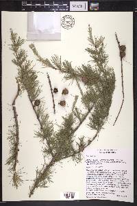 Larix laricina image