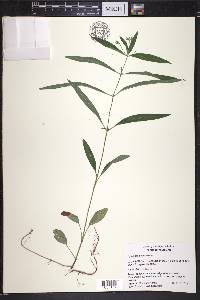 Lysimachia lanceolata image