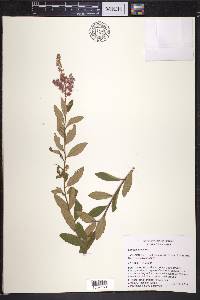 Spiraea tomentosa image