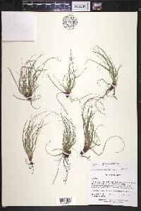 Carex planostachys image