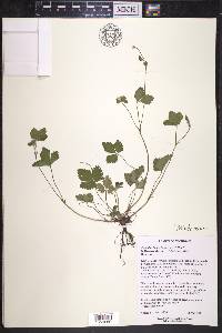 Potentilla indica image