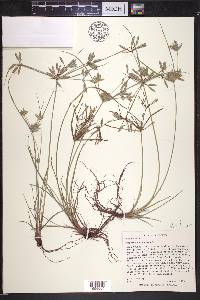 Cyperus compressus image