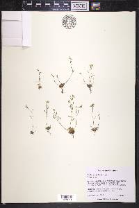 Draba crassifolia image