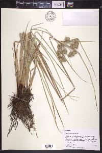 Cyperus entrerianus image