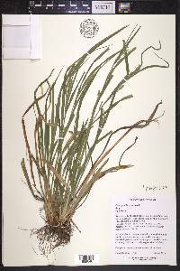 Carex gracilescens image