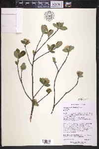 Aronia × prunifolia image