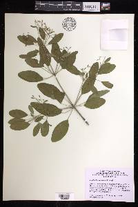 Euphorbia caperata image