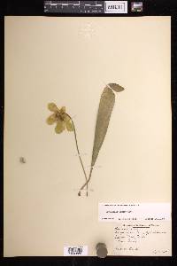 Sarracenia minor image