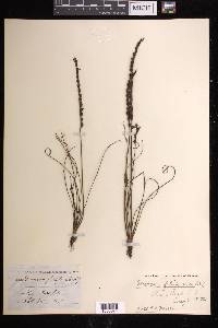 Drosera filiformis image