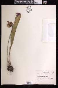 Sarracenia psittacina image