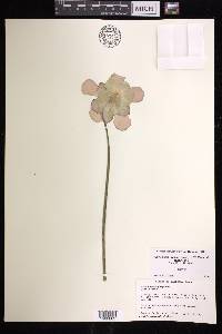 Sarracenia rosea image