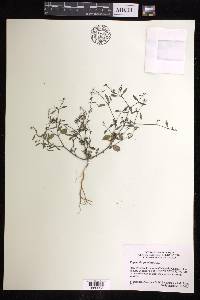 Euphorbia graminea image