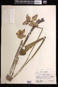 Sarracenia alata image