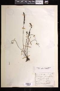 Drosera filiformis image