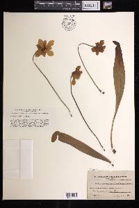 Sarracenia minor image