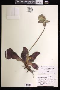 Sarracenia rosea image