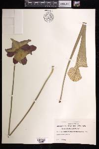 Sarracenia leucophylla image