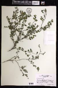 Croton betulinus image