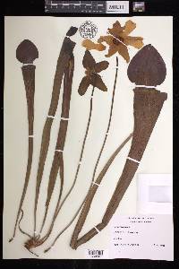 Sarracenia alata image