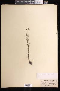 Drosera peltata image