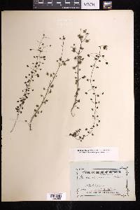 Drosera menziesii image