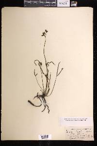 Drosera peltata image