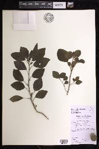 Acalypha arvensis image