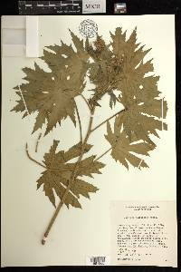 Jatropha macrorhiza image