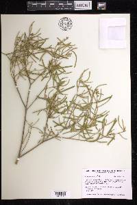 Croton linearis image