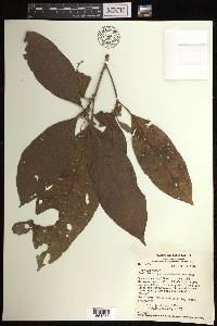 Croton schiedeanus image