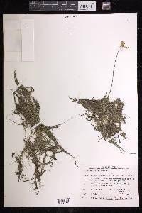 Utricularia cornuta image