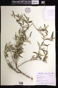 Croton linearis image