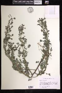 Chamaesyce hyssopifolia image