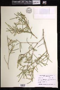 Croton linearis image