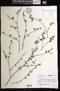 Croton betulinus image
