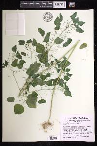 Euphorbia subpeltata image