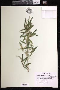 Croton linearis image