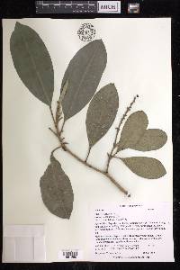 Croton poecilanthus image