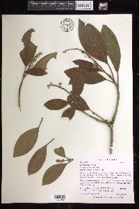 Croton poecilanthus image