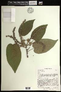 Croton costatus image