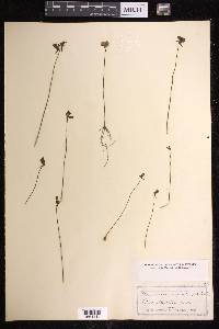 Utricularia cornuta image