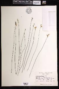 Utricularia juncea image