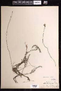 Utricularia striata image