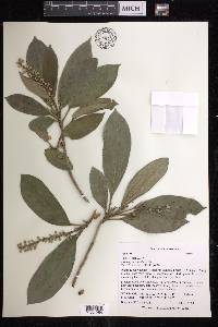 Croton poecilanthus image