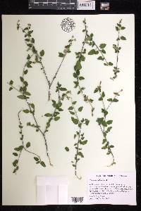 Croton betulinus image