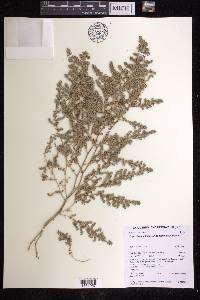 Euphorbia australis var. subtomentosa image
