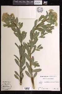 Euphorbia corallioides image